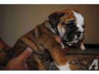 Bulldog Puppy for sale in BURLINGAME, CA, USA