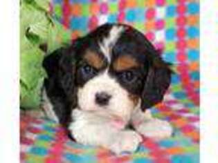 Cavalier King Charles Spaniel Puppy for sale in Saint Joe, IN, USA
