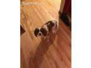 Cavalier King Charles Spaniel Puppy for sale in Lake Crystal, MN, USA