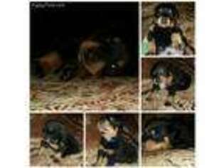 Rottweiler Puppy for sale in Iron Mountain, MI, USA