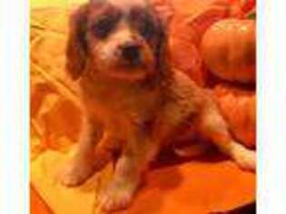 Cavalier King Charles Spaniel Puppy for sale in Algonquin, IL, USA