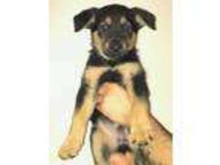 German Shepherd Dog Puppy for sale in Saginaw, MI, USA