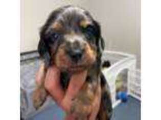 Dachshund Puppy for sale in Rex, GA, USA