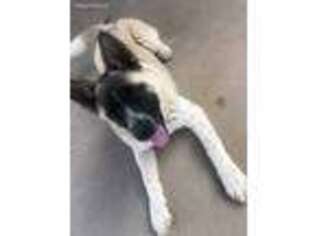 Akita Puppy for sale in Chandler, AZ, USA