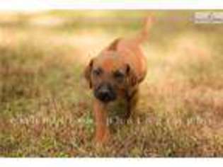 Rhodesian Ridgeback Puppy for sale in Columbus, GA, USA