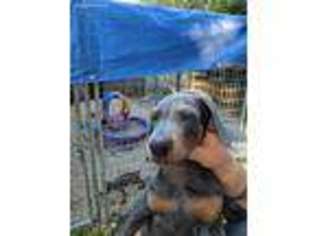 Doberman Pinscher Puppy for sale in Lincoln, NE, USA