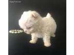 Maltese Puppy for sale in Taylorsville, NC, USA