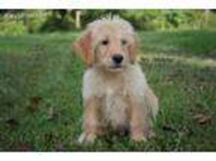 Labradoodle Puppy for sale in White Oak, GA, USA