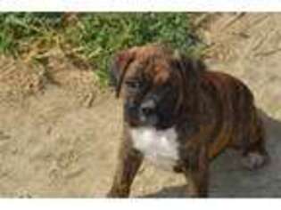 Boxer Puppy for sale in Fort Morgan, CO, USA