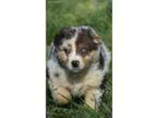 Australian Shepherd Puppy for sale in Gainesville, TX, USA
