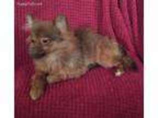 Pomeranian Puppy for sale in Mansfield, OH, USA