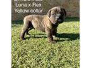 Cane Corso Puppy for sale in Murrieta, CA, USA