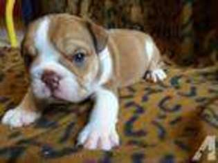 Bulldog Puppy for sale in SILOAM SPRINGS, AR, USA