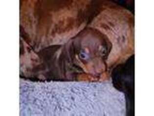 Dachshund Puppy for sale in Queen Creek, AZ, USA