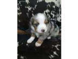 Australian Shepherd Puppy for sale in Stafford, VA, USA