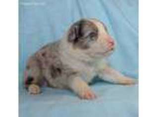 Miniature Australian Shepherd Puppy for sale in Medford, OR, USA