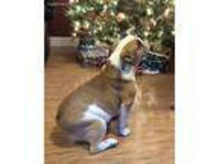 Bulldog Puppy for sale in Mount Vernon, WA, USA