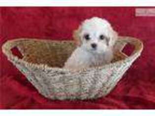 Cavapoo Puppy for sale in Cambridge, OH, USA