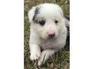 Border Collie Puppy for sale in Colmesneil, TX, USA