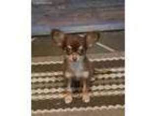 Chihuahua Puppy for sale in Ava, MO, USA