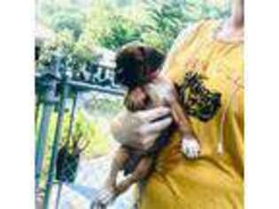 Boxer Puppy for sale in Matamoras, PA, USA