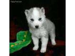Siberian Husky Puppy for sale in Chowchilla, CA, USA