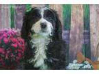 Mutt Puppy for sale in Mosinee, WI, USA