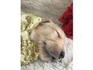 Golden Retriever Puppy for sale in Mulberry, FL, USA