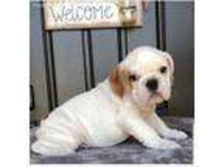 Bulldog Puppy for sale in Wildomar, CA, USA