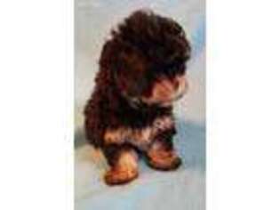 Shih-Poo Puppy for sale in Plant City, FL, USA
