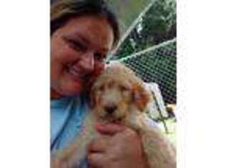 Labradoodle Puppy for sale in Yadkinville, NC, USA