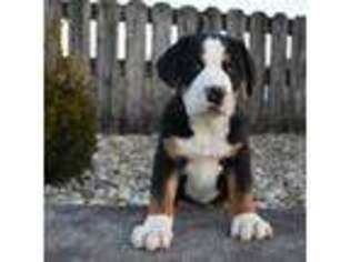 Greater Swiss Mountain Dog Puppy for sale in Dundee, OH, USA