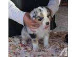 Australian Shepherd Puppy for sale in SUN CITY, AZ, USA