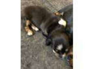 Dachshund Puppy for sale in Livingston, TX, USA