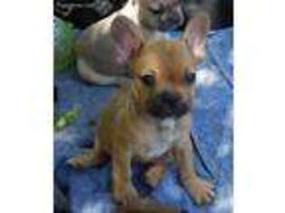 French Bulldog Puppy for sale in Janesville, WI, USA