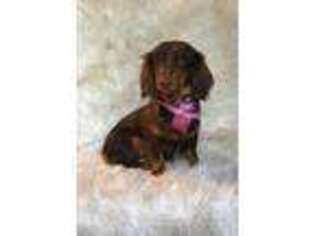 Dachshund Puppy for sale in Homeworth, OH, USA