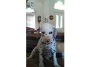 Dalmatian Puppy for sale in Corpus Christi, TX, USA