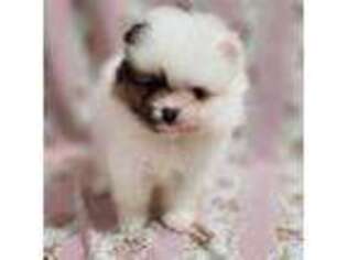 Pomeranian Puppy for sale in Picayune, MS, USA