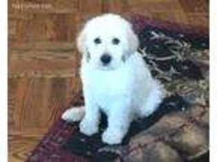Labradoodle Puppy for sale in Stoutland, MO, USA