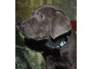Labrador Retriever Puppy for sale in Chimacum, WA, USA