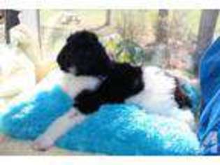 Mutt Puppy for sale in BUSKIRK, KY, USA