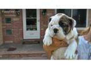 Bulldog Puppy for sale in Fort Lupton, CO, USA