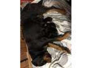 Rottweiler Puppy for sale in Cicero, IL, USA