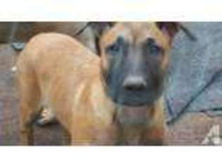 Belgian Malinois Puppy for sale in COLORADO SPRINGS, CO, USA