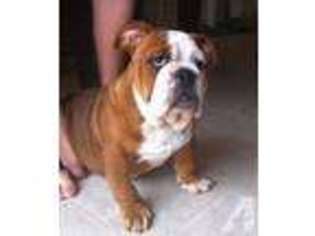 Bulldog Puppy for sale in RENO, NV, USA