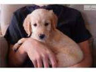 Golden Retriever Puppy for sale in Fort Worth, TX, USA