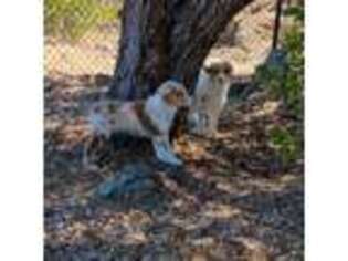 Australian Shepherd Puppy for sale in Morgan Hill, CA, USA
