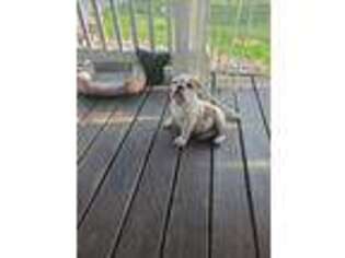 Bulldog Puppy for sale in Canton, GA, USA