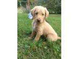 Labradoodle Puppy for sale in East Rochester, OH, USA