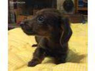 Dachshund Puppy for sale in El Dorado, AR, USA